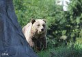 20 - zu den Kodiak- Baeren